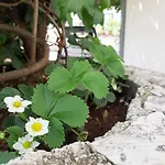 Kovacevic * 特罗吉尔