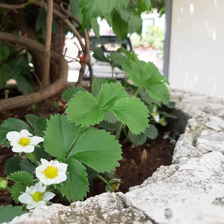 Kovacevic * Трогир